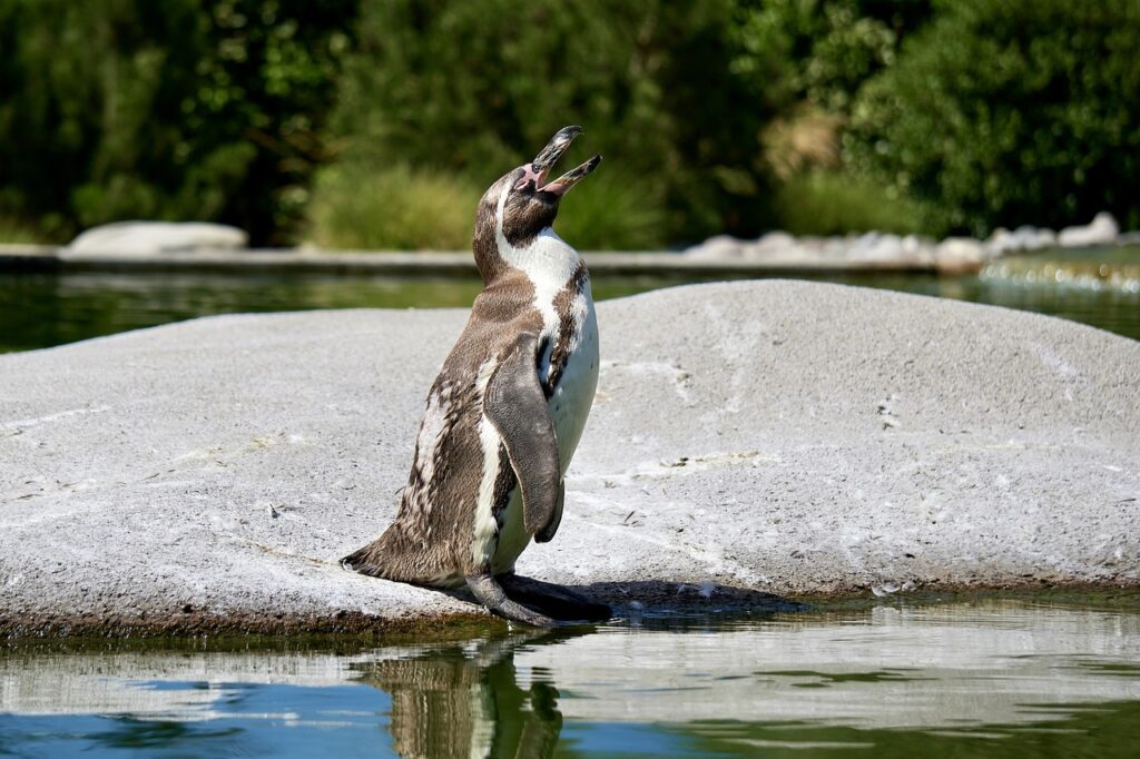 penguin-5401733_1280